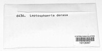 Leptosphaeria derasa image